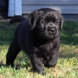 Bella Vista Labradors breeder of 