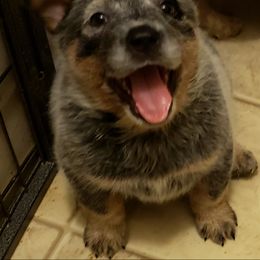 Australian Cattle Dog Puppies from Blue Coyote Ranch