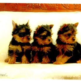 Yorkshire Terrier Puppies from Lisa Bridgewater