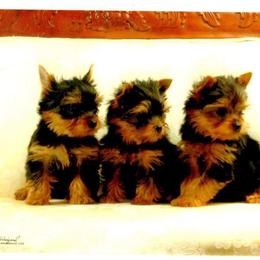 Yorkshire Terrier Puppies from Lisa Bridgewater