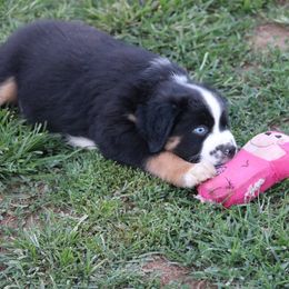 Australian Shepherd Puppies from Eagles Landing Miniature Americans