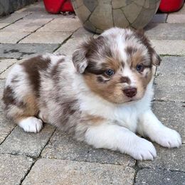 Miniature American Shepherd and Miniature Australian Shepherd Puppies from Lil' Bit Aussie