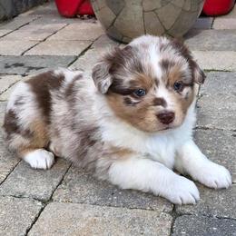 Miniature American Shepherd and Miniature Australian Shepherd Puppies from Lil' Bit Aussie