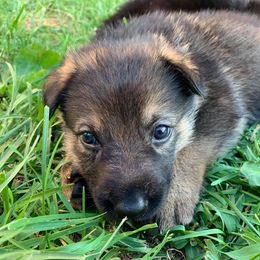 German Shepherd Puppies from Arbeitshunde