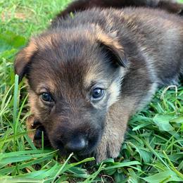 German Shepherd Puppies from Arbeitshunde