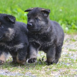 German Shepherd Puppies from Haus Morrisson German Shepherds