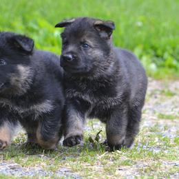 German Shepherd Puppies from Haus Morrisson German Shepherds