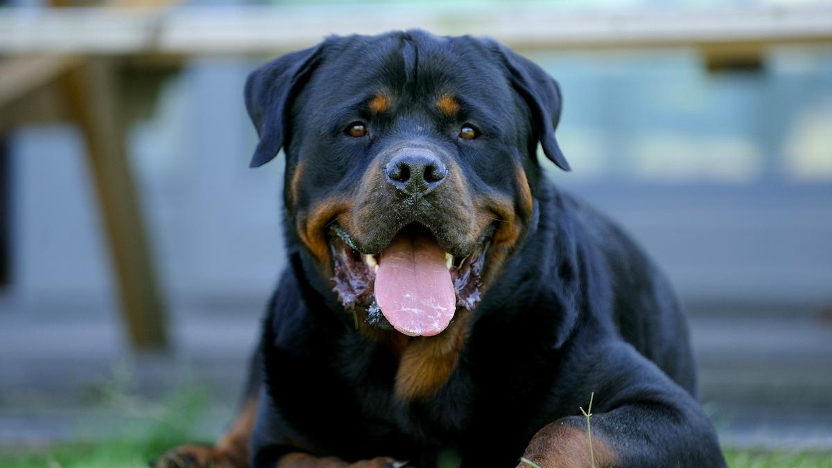 25 cute Rottweiler puppies for sale in Houston, Texas | Good Dog
