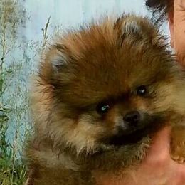 WOW Pomz  breeder of Pomeranian