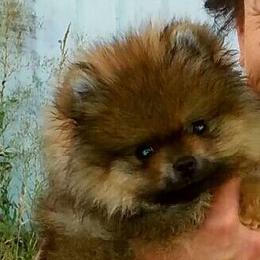 WOW Pomz  breeder of Pomeranian