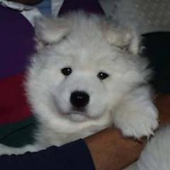 Samoyed Puppies from Silver Fox Samoyeds