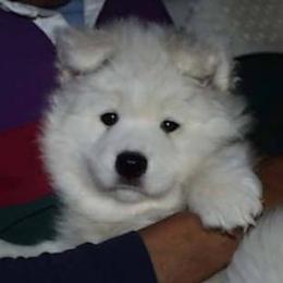 Samoyed Puppies from Silver Fox Samoyeds