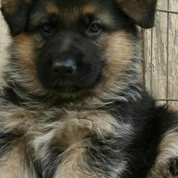 French Bulldog and German Shepherd Puppies from At Redwood Runs