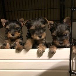 Yorkshire Terrier Puppies from Ty Ava Yorkies
