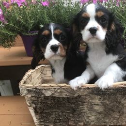 Cavalier King Charles Spaniel Puppies from Hotchkiss Cavaliers