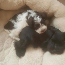 Miniature Schnauzer Puppies from The Happy Schnauzer Place