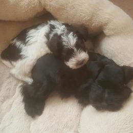 Miniature Schnauzer Puppies from The Happy Schnauzer Place