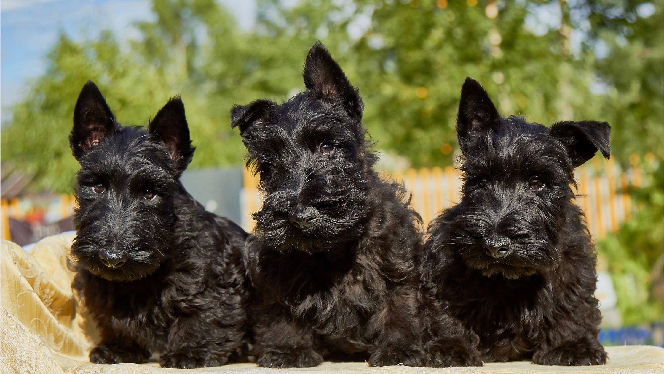 Black scottie store dogs for sale