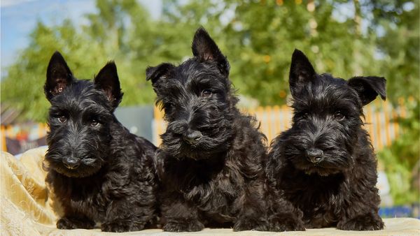 Find Scottish Terrier puppies for sale near West Seneca, NY