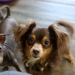 American Hairless Terrier Puppies from DreamEyce American Hairless Terriers