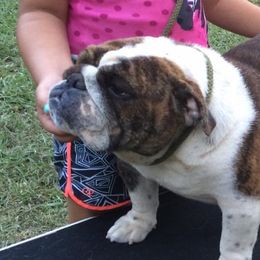 Maybe She's Born With It - Bulldog