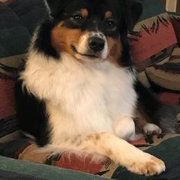 Kona - Australian Shepherd