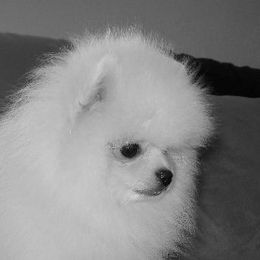 Pomeranian adult dog
