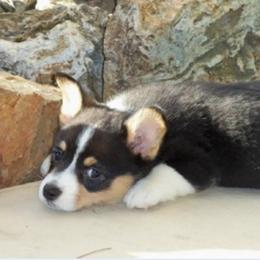 Pembroke Welsh Corgi Puppies from Nistler's Farm Corgis
