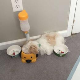 Shih Tzu Puppies from Howe’s Shih Tzu’s