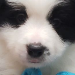 Border Collie Puppies from Flying S Border Collies