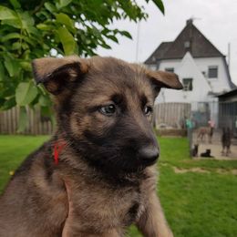 German Shepherd Puppies from Von Gonta Haus German Shepherds