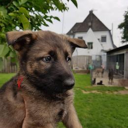 German Shepherd Puppies from Von Gonta Haus German Shepherds