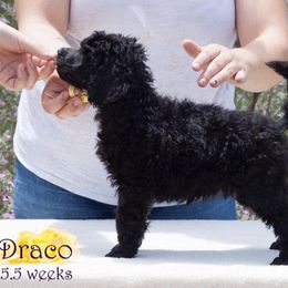 Poodle Puppies from Crystal Creek Standard Poodles