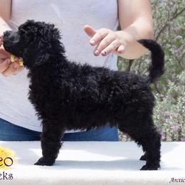Poodle Puppies from Crystal Creek Standard Poodles
