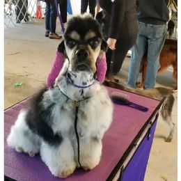 Robin - Cocker Spaniel