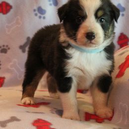 Pembroke Welsh Corgi Puppies from Bar M Pembroke Welsh Corgis