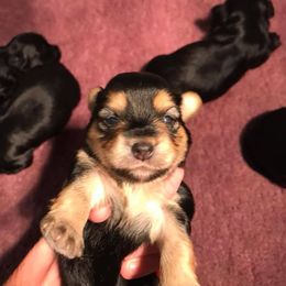Biewer Terrier and Havanese Puppies from Lordocs