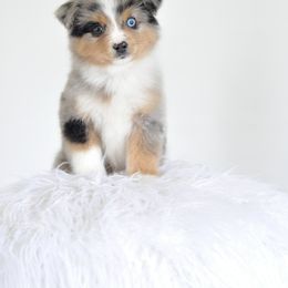 Spur Strap Miniature Australian Shepherds breeder of Miniature Australian Shepherd