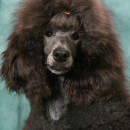 Crystal Blue - Poodle