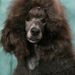 Crystal Blue - Poodle