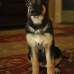 German Shepherd Puppies from Golden Breed German Shepherds