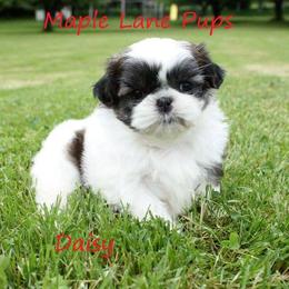 Maple Lane Pups breeder of Shih Tzu