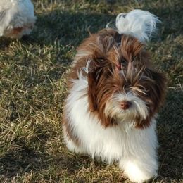 Havanese Puppies from Revistio Havanese