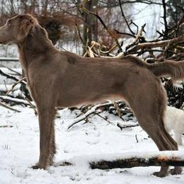 German Shorthaired Pointer and Weimaraner All Grown Up from Drehbar Weimaraners & GSP's