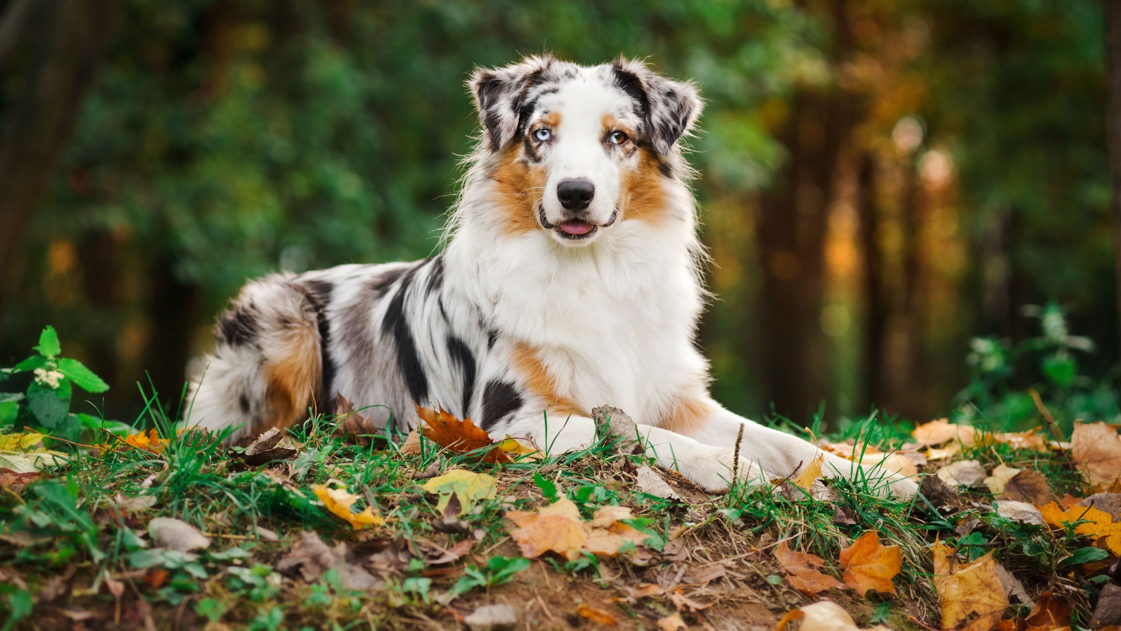 Australian shepherd puppies store kc