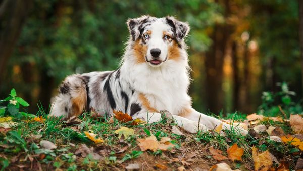 Find Australian Shepherd puppies for sale near Elgin, IL