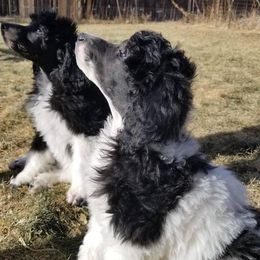 Poodle Puppies from Fireside Standard Poodles