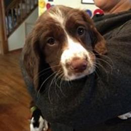English Springer Spaniel Puppies from Whisky River Gun Dogs