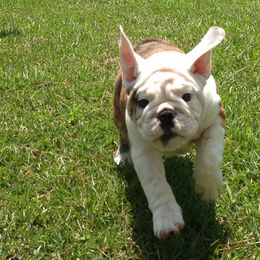 Bullmastiff and Bulldog Puppies from River Region Bullies