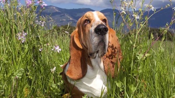 Find Basset Hound puppies for sale near Monterey Park, CA